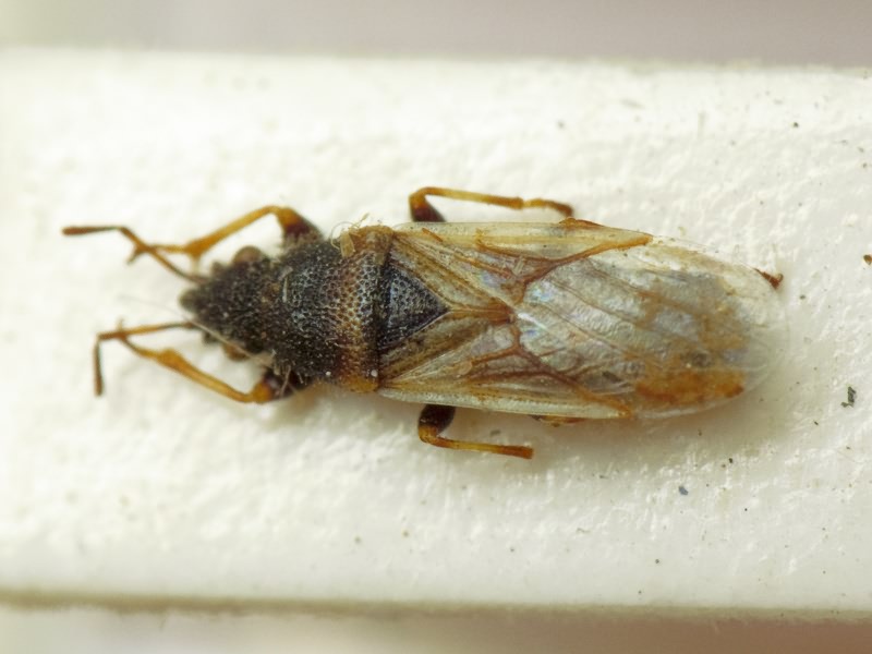 Metopoplax origani (Kolenati, 1845)